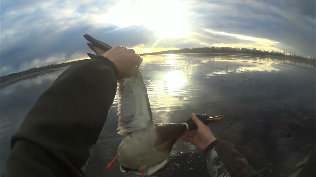 С подсадной на селезня видео