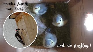 Nestlingstag Nr. 23 - erneuter Angriff vom Specht & ein Ausflug