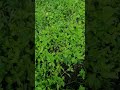 فوائد و زراعة النعناع مع المهندسة الزراعية زهراء عواضة فوائد و زراعة النعناع مع المهندسة الزراعية زهراء عواضة
