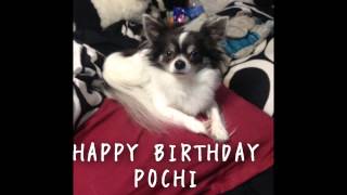 happy Birthday Pochi Birthday Song For Pochi trio