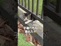 子猫が現れた😻