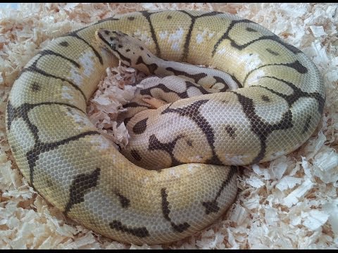 Bumblebee Ball python 2,000g gravid female!