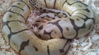 Famous Bumblebee Ball python 2,000g gravid female! Wealth
