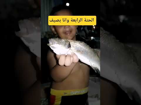 رابع سمكة قاروص في المصيف