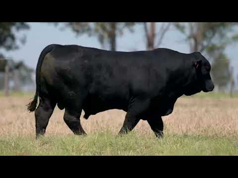 LOTE 46  BASCO MAYU F4082