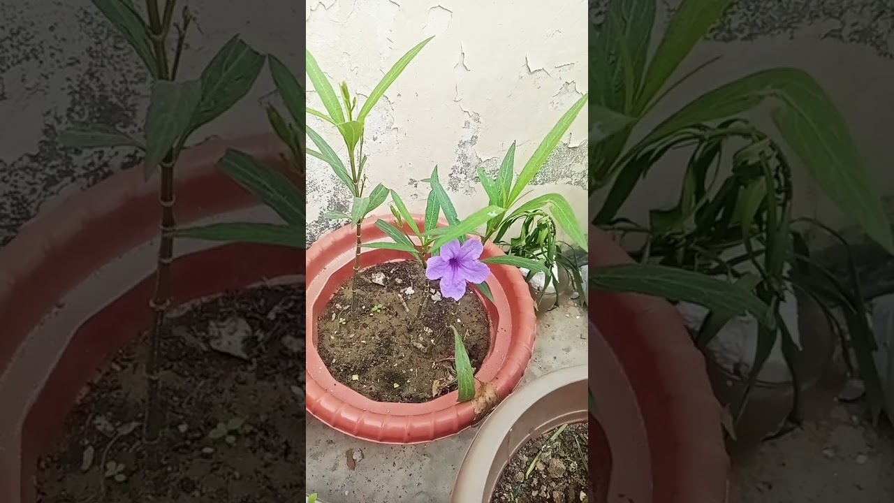 Beautiful purple flower plant/Mexican petunia 