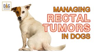 Managing Rectal Tumors in Dogs │ Rewind with Dr. Demian Dressler and Dr. Sue Ettinger