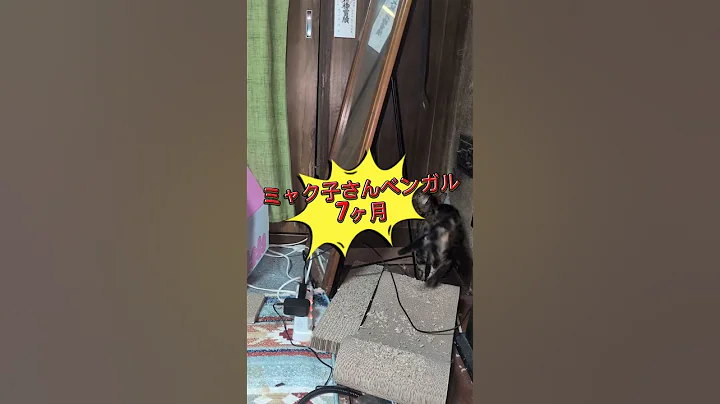 Watch the video about Siamese Bengal #shorts #funny #cat #siamese #bengaru