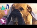 Pupper Helps Human with Laundry 🐶👕 | Funny Pet Compilation