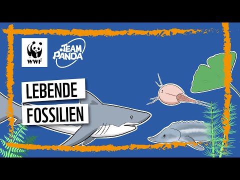 Video: Wie alt sind Nautilus-Fossilien?