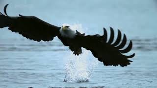 Famous 10 Best eagle Attacks caught on Camera Profile
