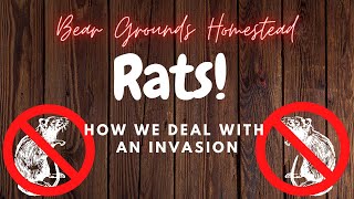 Using The Bucket Trap Method For A Rat Invasion.