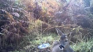 Chewing the cud
Roe Deer are ruminants, just like cows, and will regurgitate and re-chew parcels of food to help with digestion. I didnt think I would film this with the cameras until a roe decided to rest in front of one of the badger cameras and proceeded to chew the cud. Chewing the cud