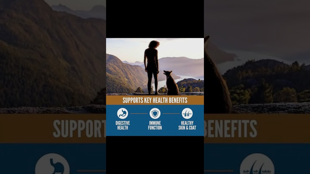 YouTube Shorts Content for ORIJEN Amazing Grains