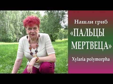 Нашли гриб "Пальцы мертвеца" - Xylaria polymorpha