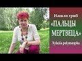 Нашли гриб "Пальцы мертвеца" - Xylaria polymorpha