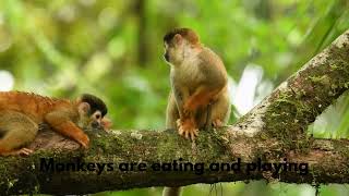 Squirrel Monkey Eating And Playing