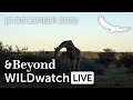 WILDwatch Live | 13 December, 2020 | Morning Safari | South Africa