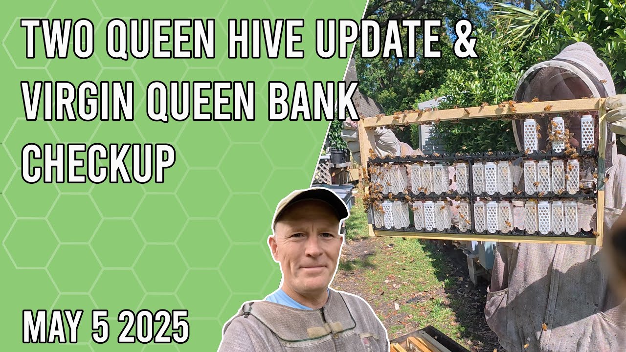 Two Queen Hive Update and Virgin Queen Bank Checkup - Jacksonville FL Zone 9b