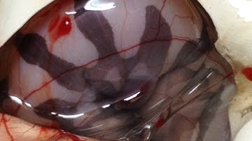 Scaleless Ball Python! SnakeBytesTV