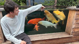 CarlandAlex- Meets Rasta Koi - Massive Koi / CarlandAlex- Meets Rasta Koi - Massive Koi /