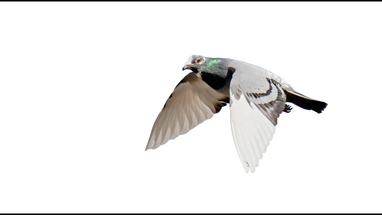 High fat Diets for Optimising Endurance Performance in Long Distance Racing Pigeons