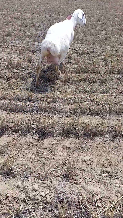 big udder sheep #youtubeshorts #shorts