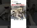 保護された子猫たちが初めてゴールデンレトリバーに会うと…