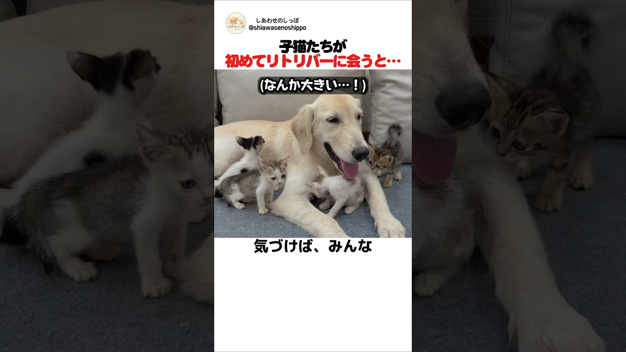 保護された子猫たちが初めてゴールデンレトリバーに会うと…