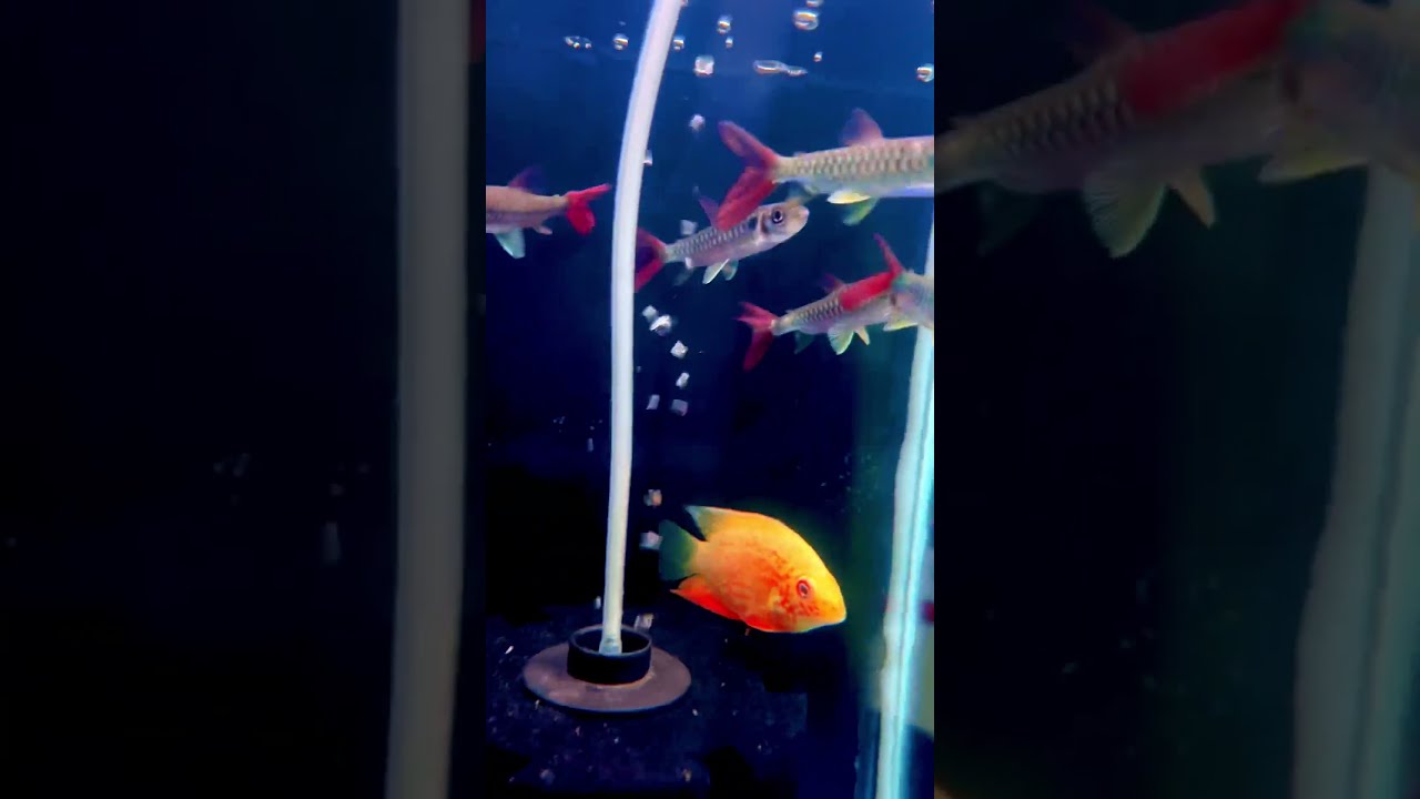 Pink Tail Chalceus Rare Predator Fish Aquatic Siliguri