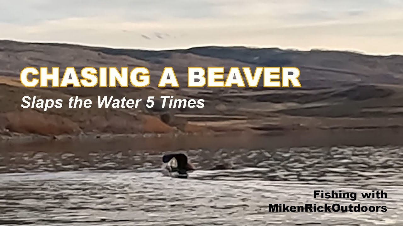 Chasing Beaver YouTube