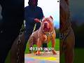 These dog can beat pitbull   shorts youtubeshorts ytshorts viral dog 