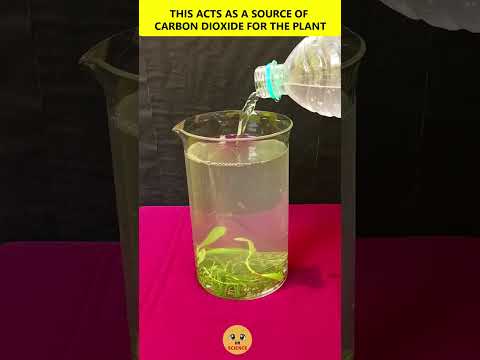 Photosynthesis Experiment -