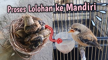Anakan cendet proses dari lolohan ke mandiri