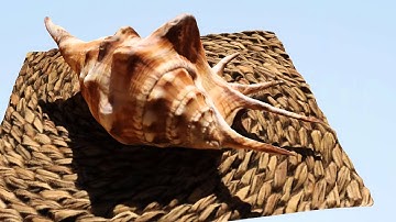 seashell 3d model created with 123 catch max qual