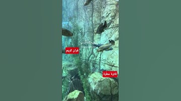 #اكسبلور  #قران_كريم #قرآن  #coran #تلاوة_خاشعة  #تلاوة_هادئة