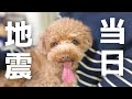 【元旦】石川県に住む犬が能登半島地震を目の当たりにして震えが止まらなくなりました