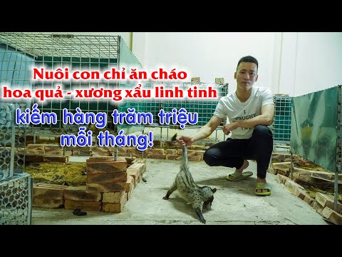Thu tiền tỷ/năm từ mô hình nuôi chồn hương (cầy hương) || Kỹ thuật nuôi chồn hương làm giàu