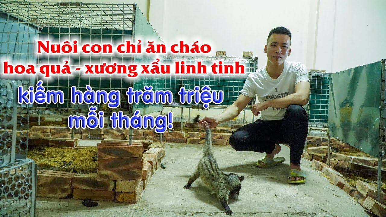 Thu tiền tỷ/năm từ mô hình nuôi chồn hương (cầy hương) || Kỹ thuật nuôi ...