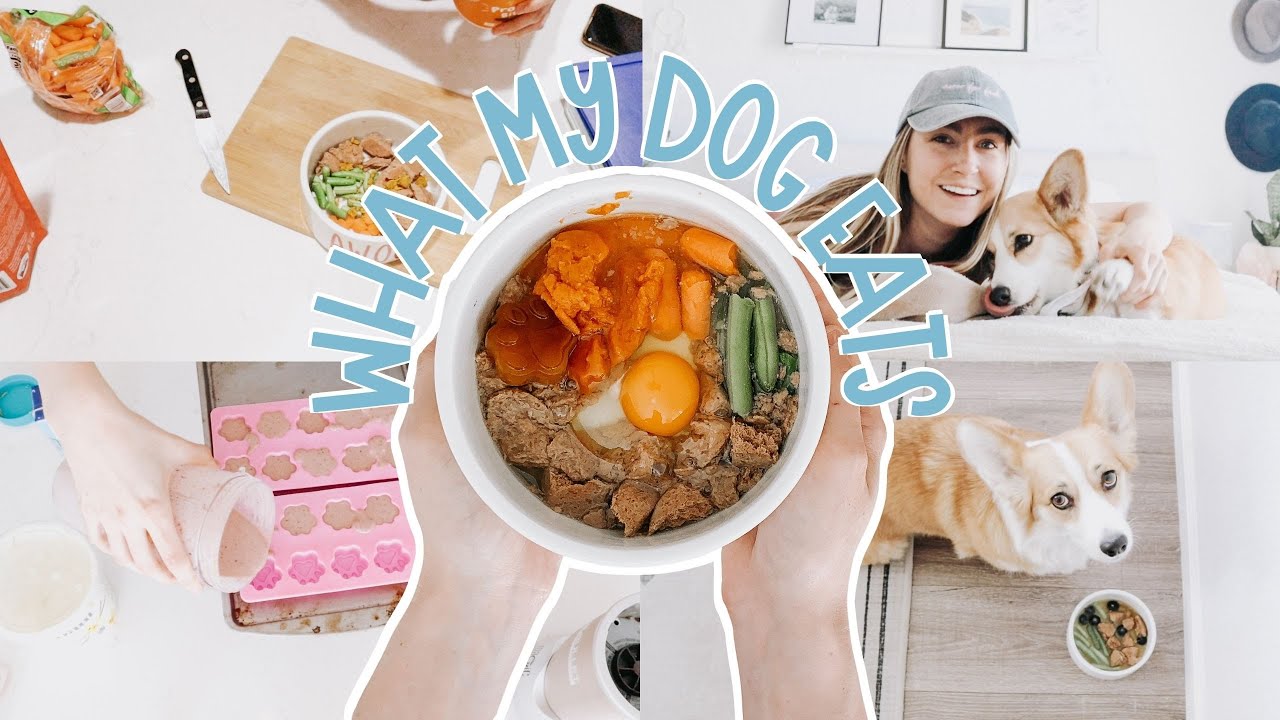 What My Dog Eats in a Week Easy Raw Diet Homemade Dog Treats and
