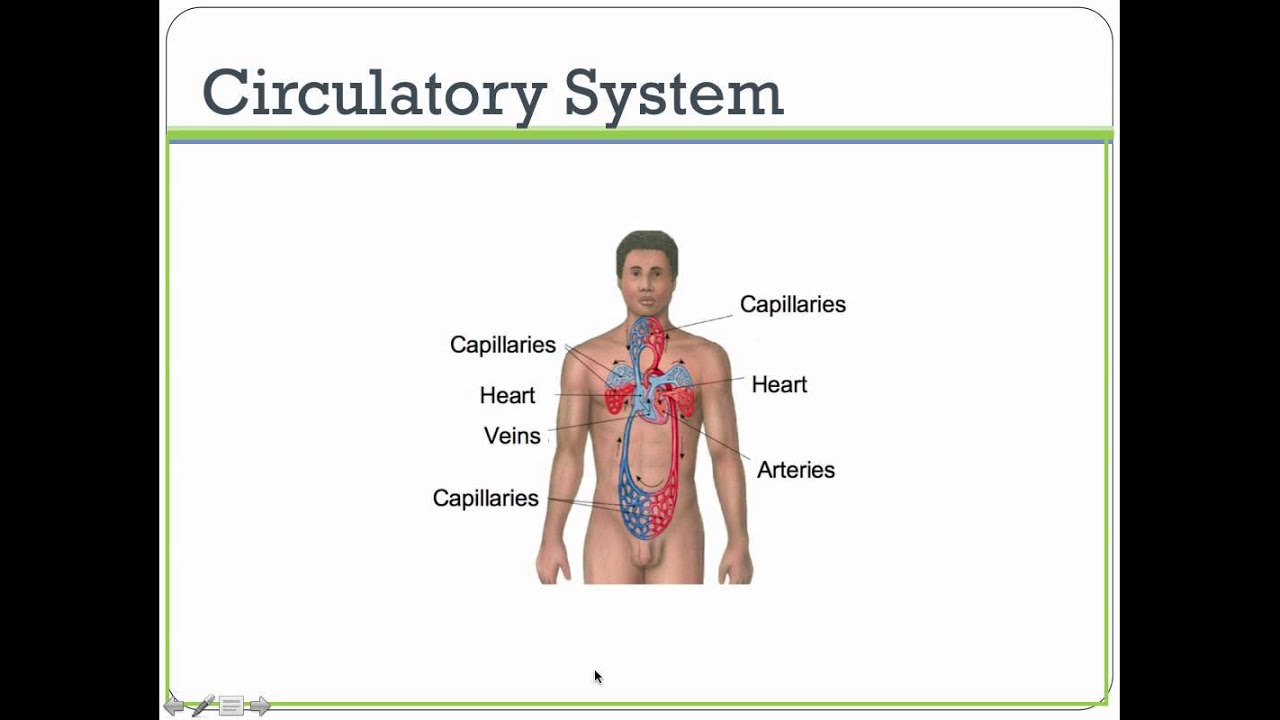 Organ Systems Notes and Review - YouTube