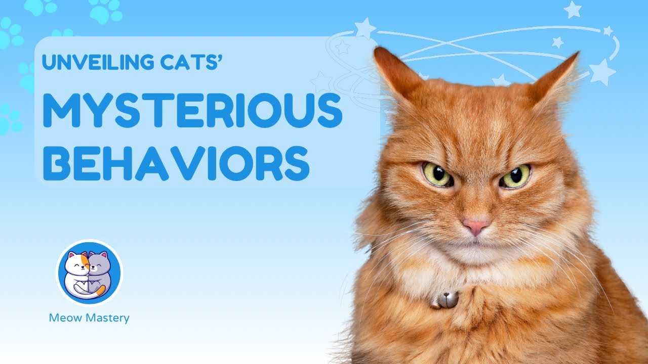 Feline Mysteries Revealed: Decoding the Secret Life of Cats! 🕵️‍♂️🐱
