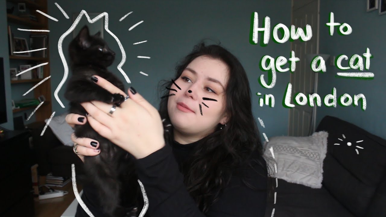 how to get a cat in london =.= YouTube