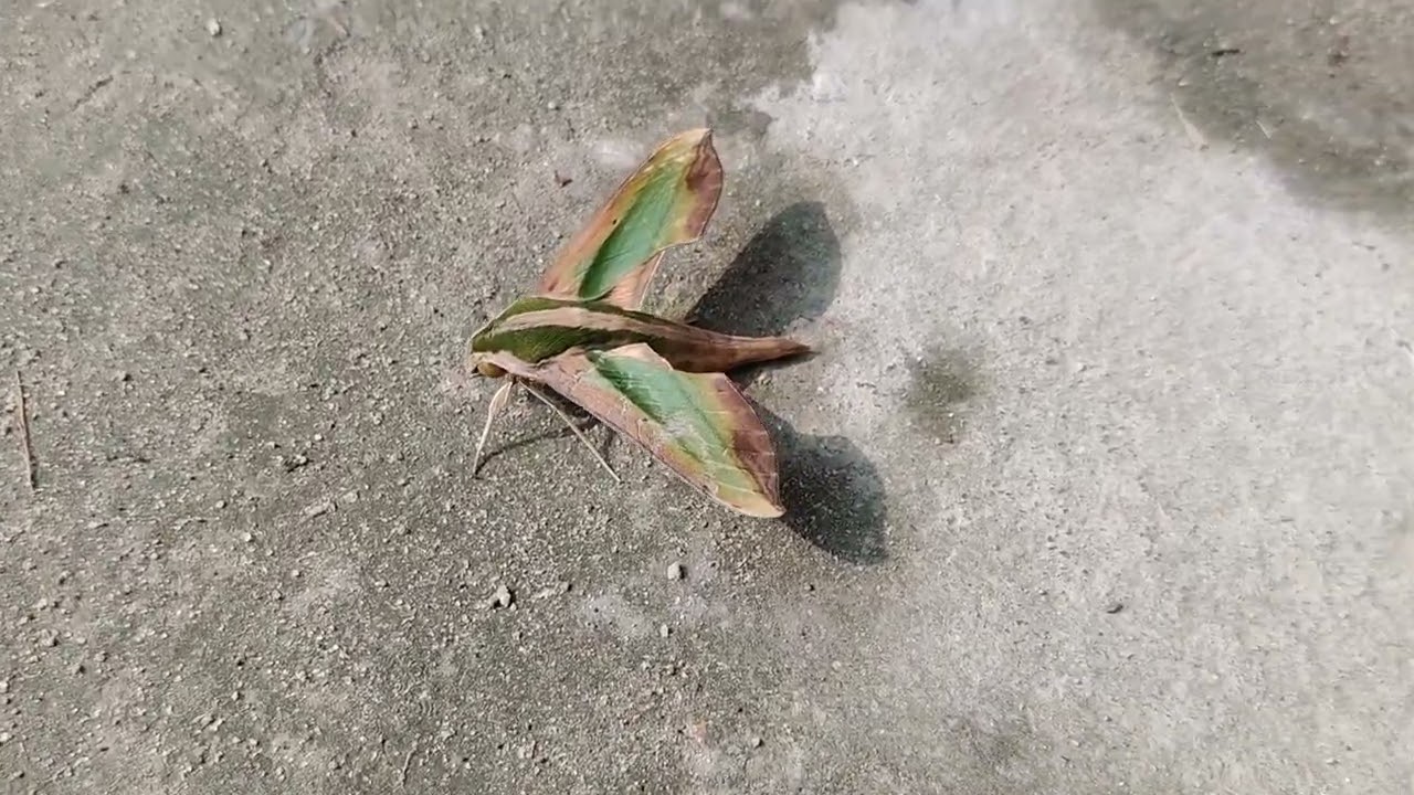 Pergesa acteus✨Organism:Butterfly 🦋          Moth Taxon search:acteus