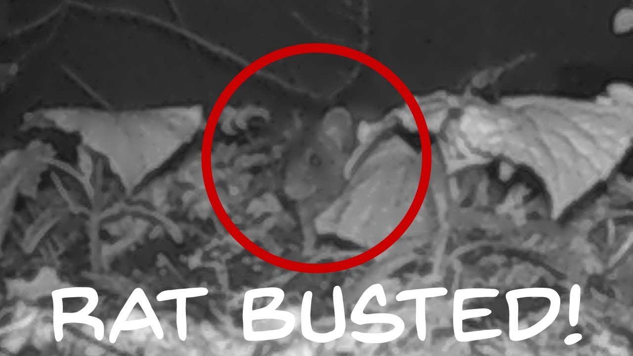 Rat Eating Slug Pellets YouTube