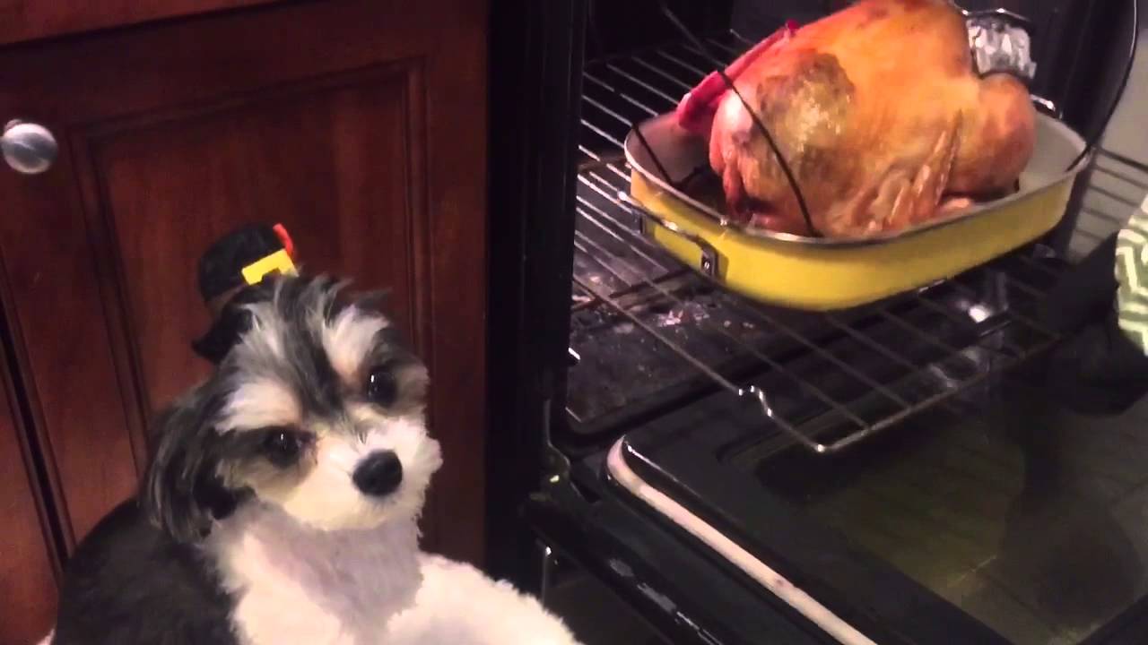 Thanksgiving with Tinkerbelle the Dog