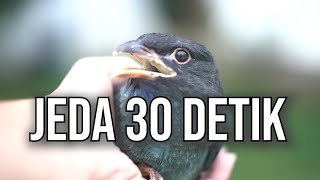 MASTERAN TENGKEK BUTO JERNIH