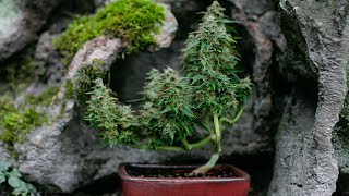 Cannabonsai Stream 04/27/22