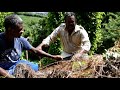 Le paillage en culture d'igname en Martinique