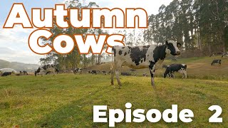 Cowork with Cows  Autumn Cows Episode 2